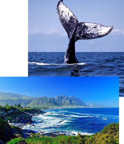 Two-photo collage: a whale tail rising from the sea above, and a rugged coastal landscape with blue water and mountains below the horizon.