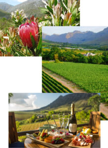 Close-up pink protea with mountain backdrop, then a vineyard valley, and an outdoor dining table with wine and snacks.