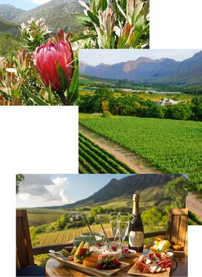 Close-up pink protea with mountain backdrop, then a vineyard valley, and an outdoor dining table with wine and snacks.