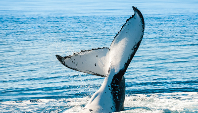 7 days Hermanus Whale tail flukes rise above blue ocean water as the whale dives into the sea.