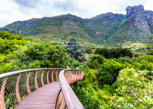 Wooden boardwalk weaving through a lush green forest with hills in the distance, under a blue sky.