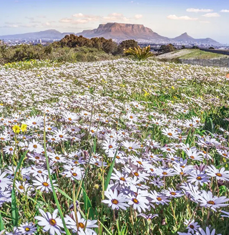 Packing for Spring Field of white daisies stretching toward distant hills and a mesas under a blue sky.