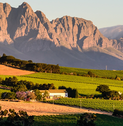 The Cape Winelands Route Vineyard fields with a white house at the edge, set against a rugged mountain range at sunset.