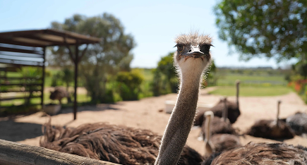 The Old Cape Point Ostrich Farm Close-up of an ostrich in a farm yard, long neck and large eyes with fencing and fields in the background.